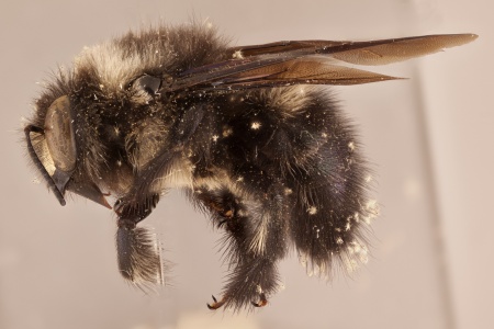 [Xylocopa viridigaster (lateral/side view) thumbnail]